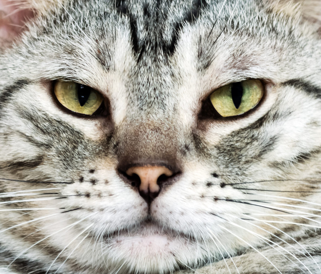 American Shorthair Personality Traits