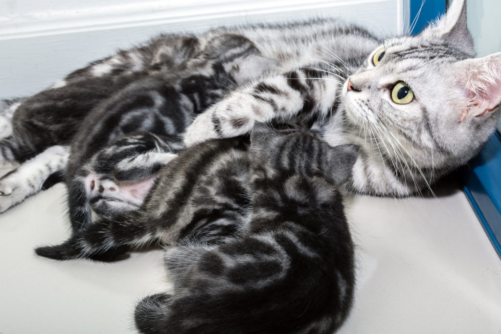 Where to Find American Shorthair Kittens for Sale