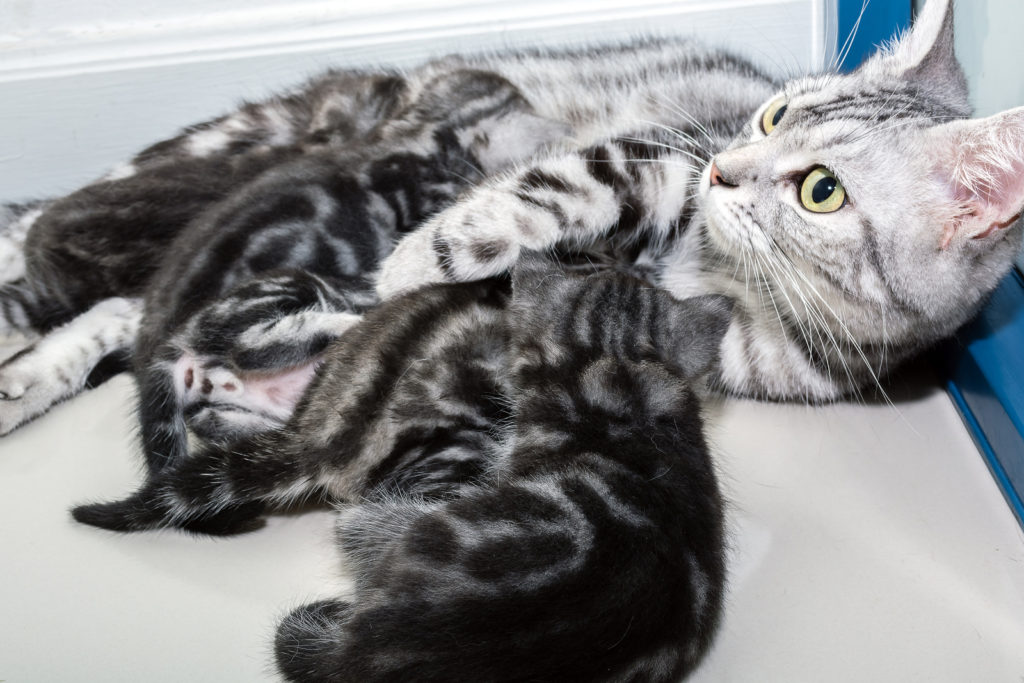 american shorthair adoption