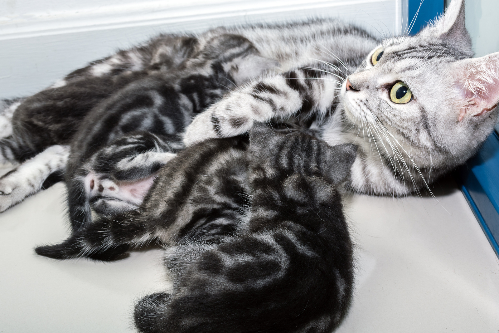 American Shorthair Kittens with Mama Cat