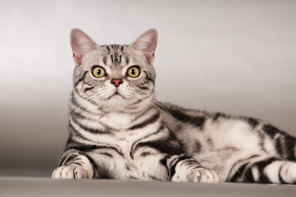 American Shorthair Cat Grooming Tips