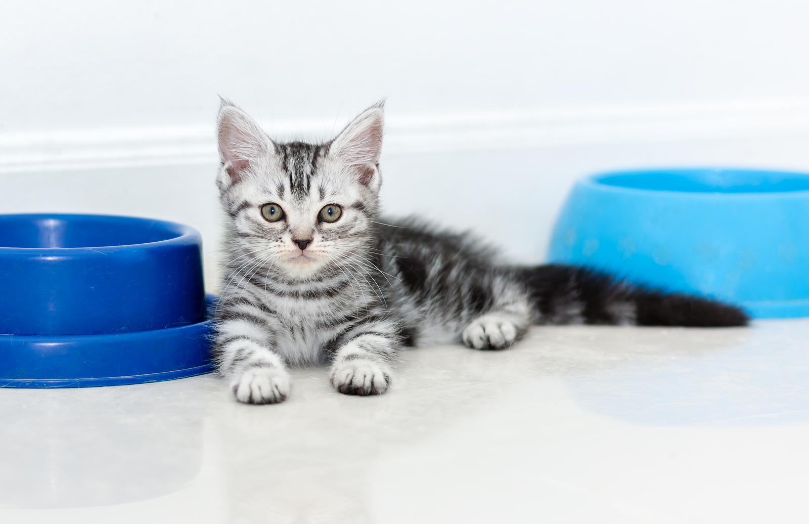 American shorthair kitten