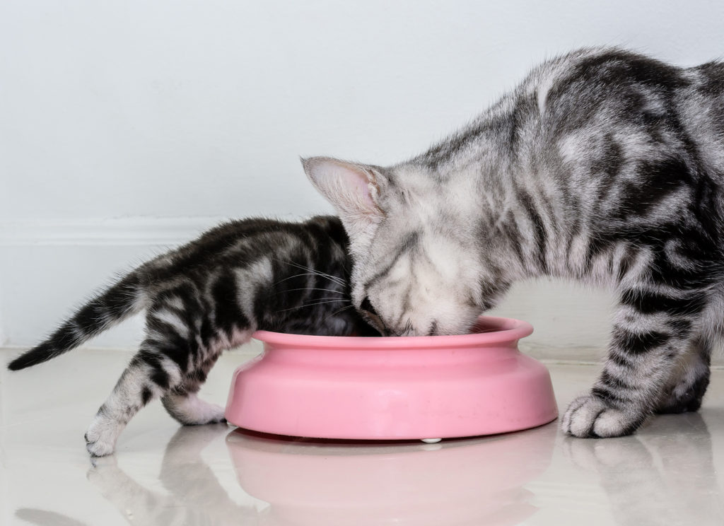 What is a good cat food for American Shorthair cats?