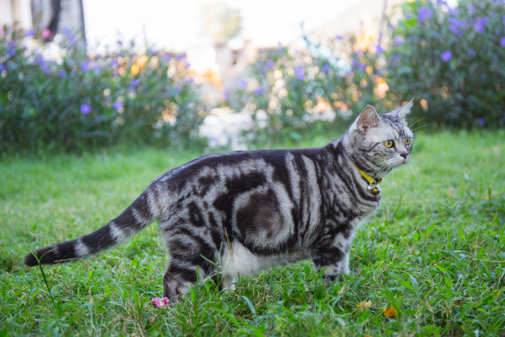 American Shorthair Photo Gallery