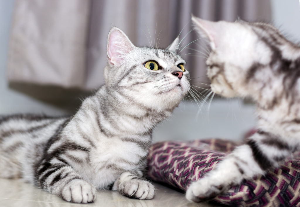 Male vs. Female American Shorthair Cats