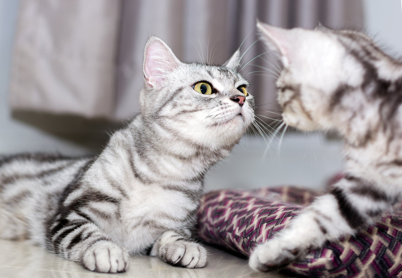 Male and Female American Shorthair Cats