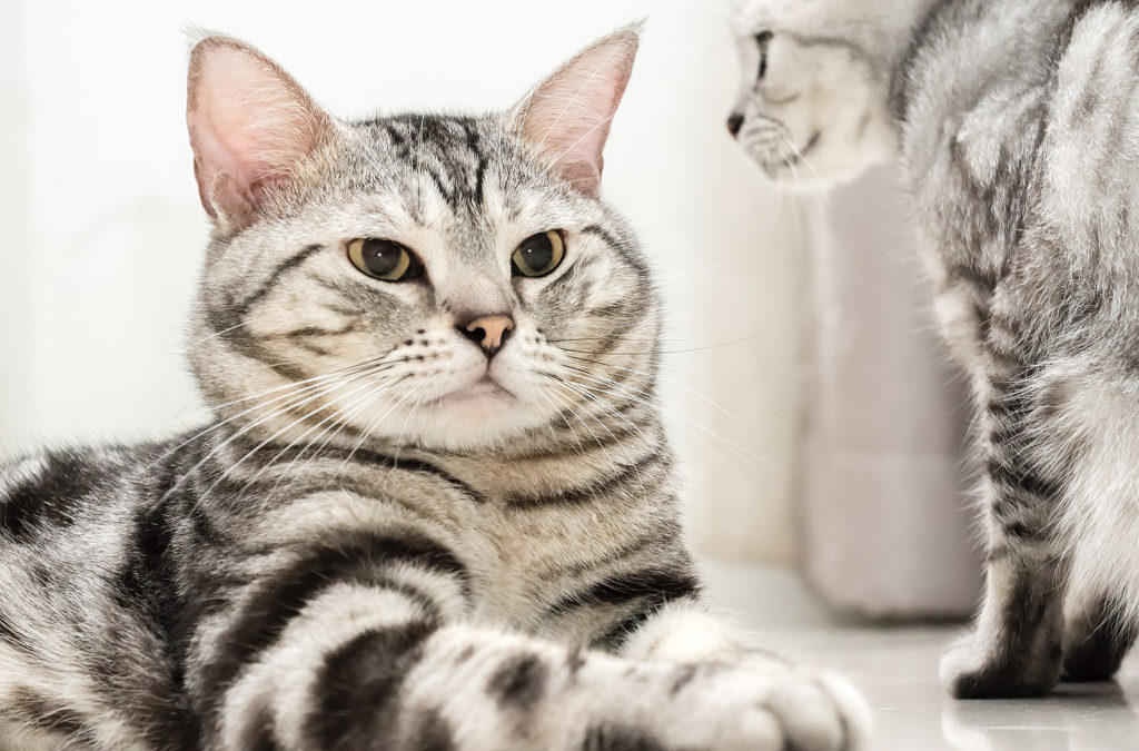 How Big Can American Shorthair Cats Get?