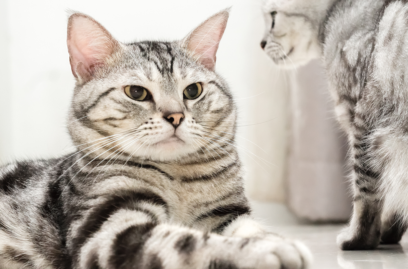 Two American Shorthair Cats