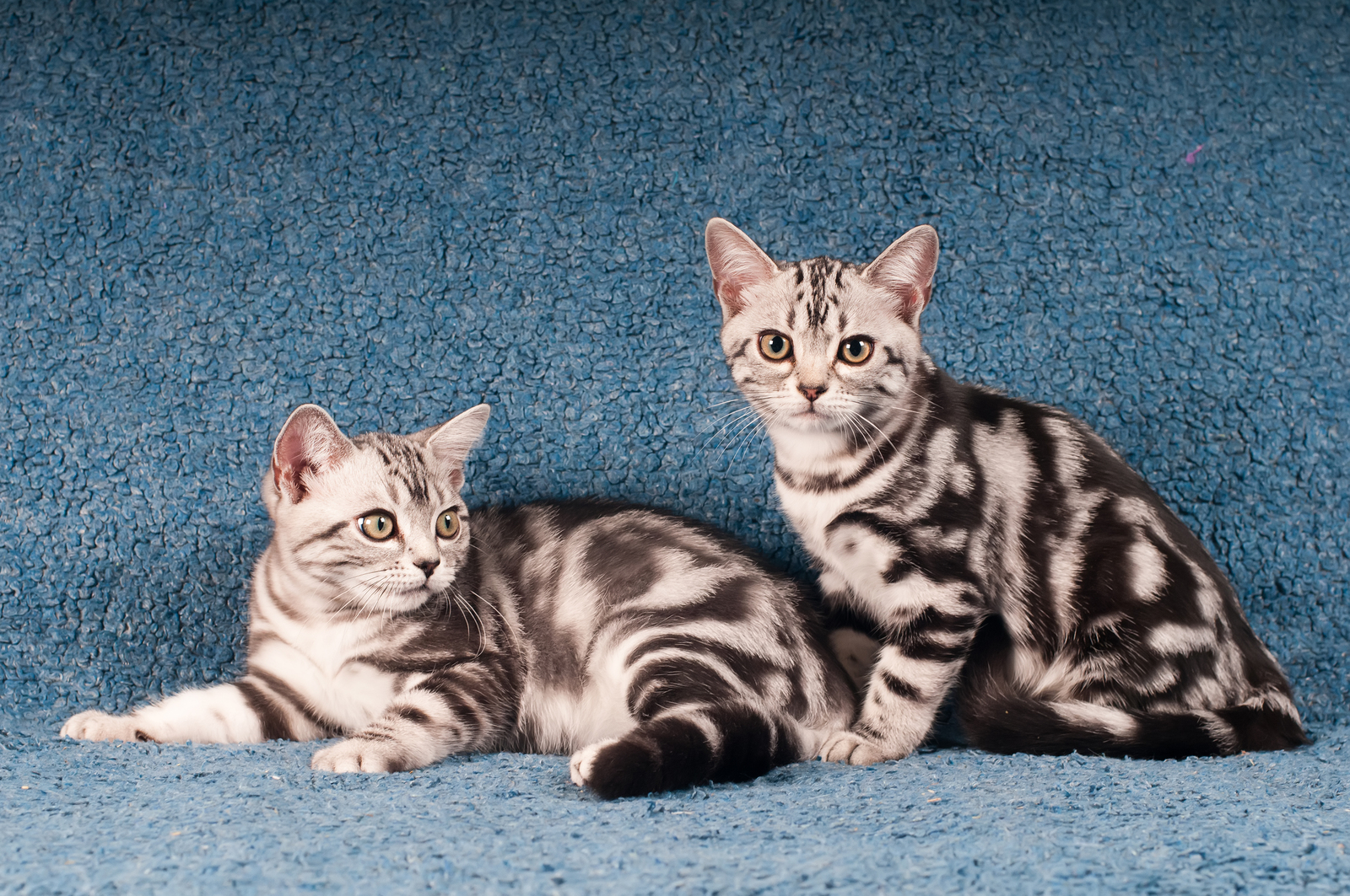 Pair of American Shorthair Kittens