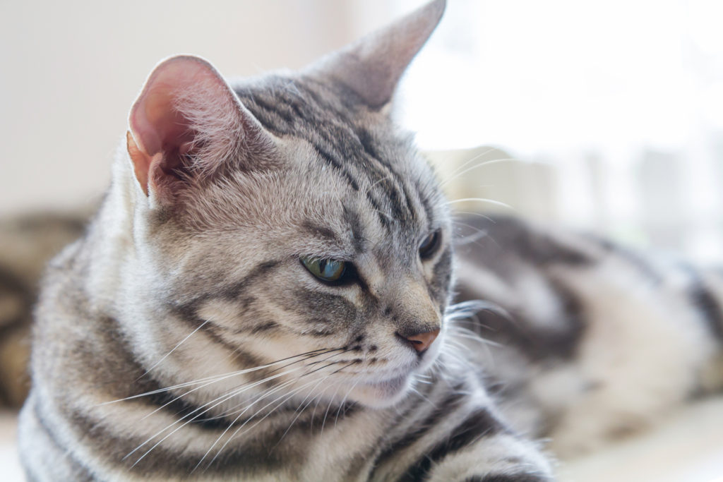 What is the Weight Range for Adult American Shorthair Cats?