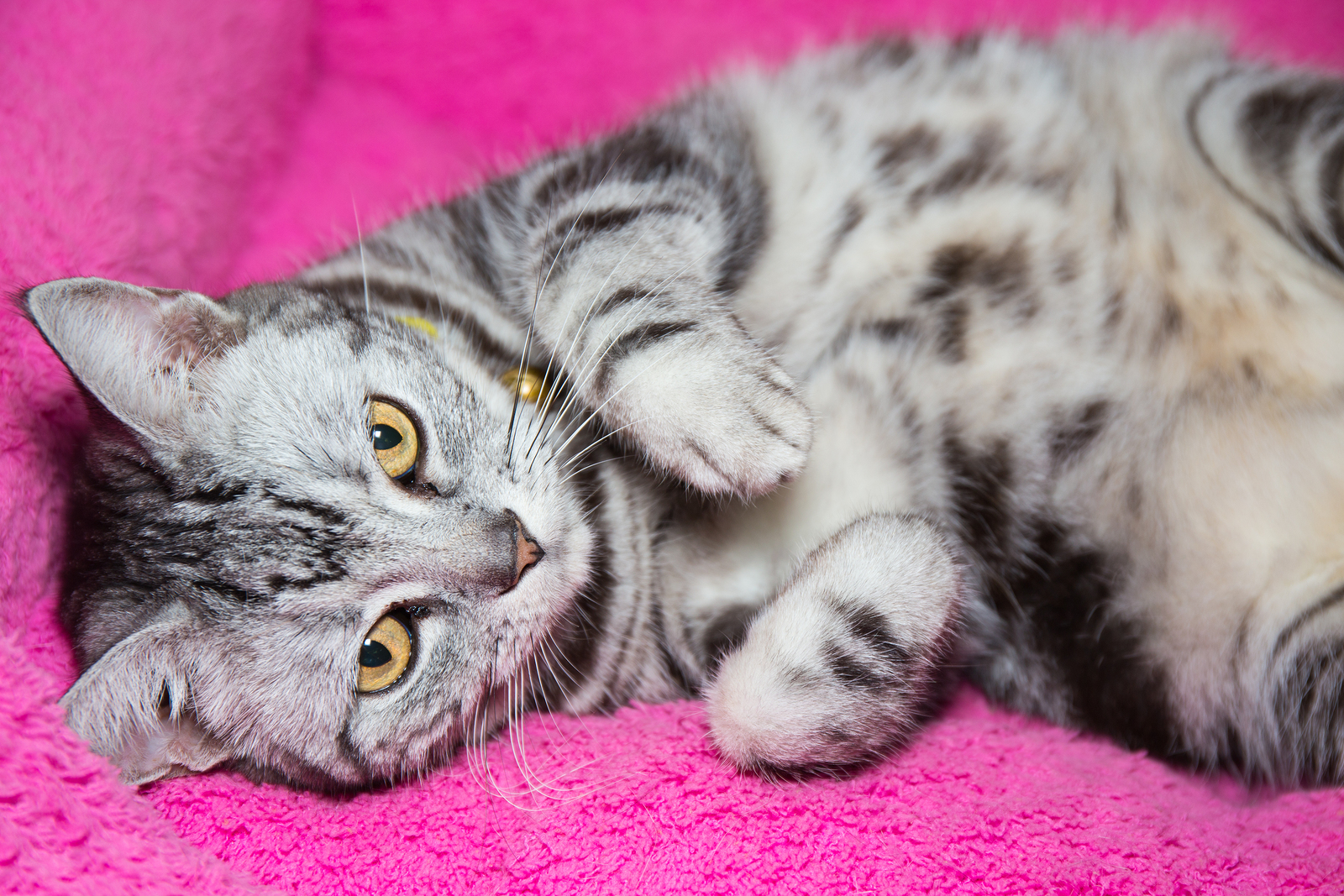 Playful American Shorthair