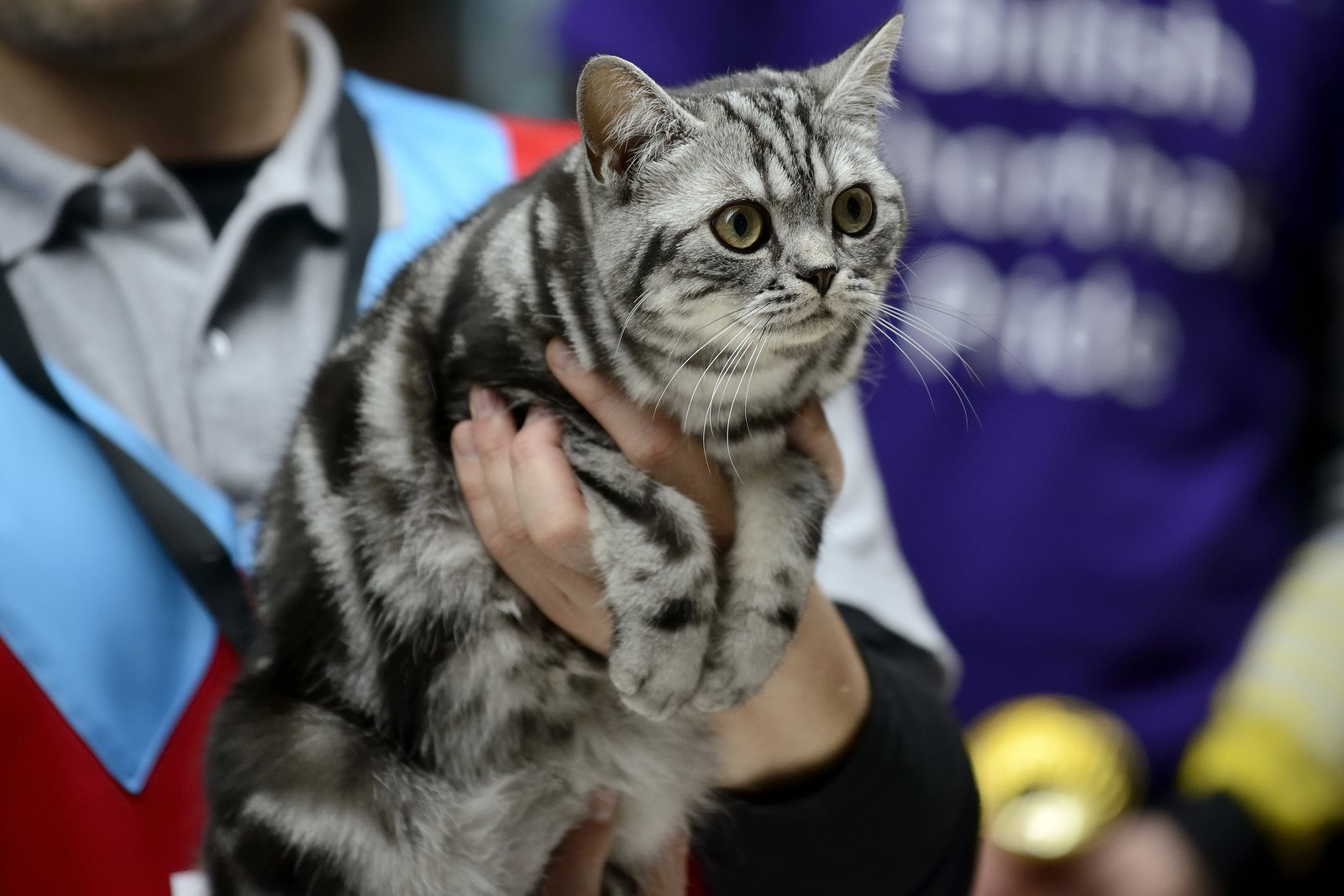 Purebred American Shorthair Show Cat