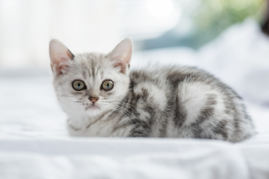 At what age will a American shorthair male start to develop jowls?