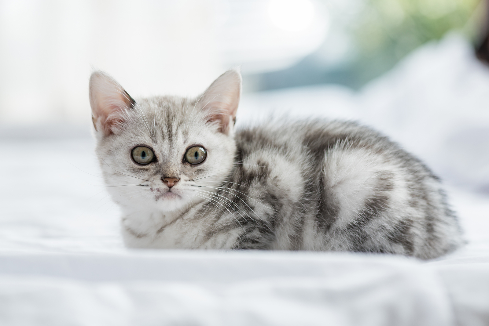 American Shorthair Kitten