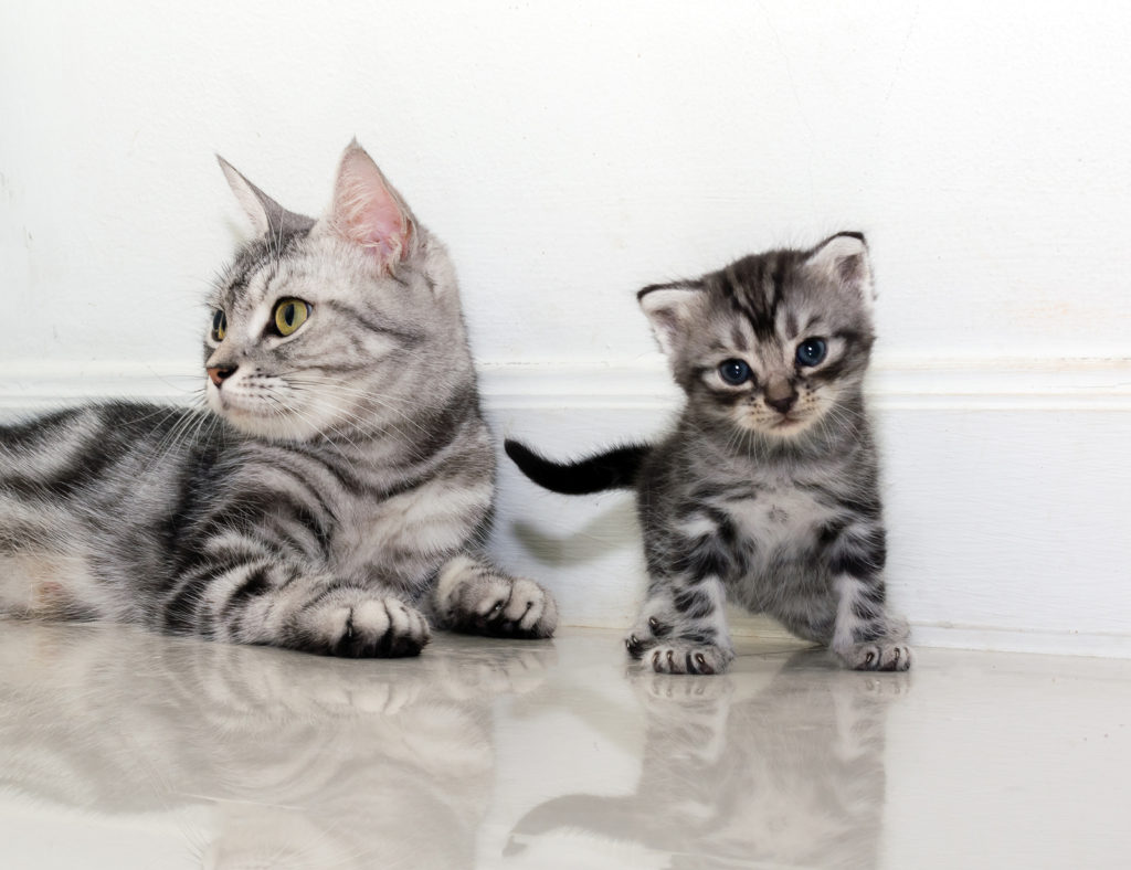 History of the American Shorthair Cat