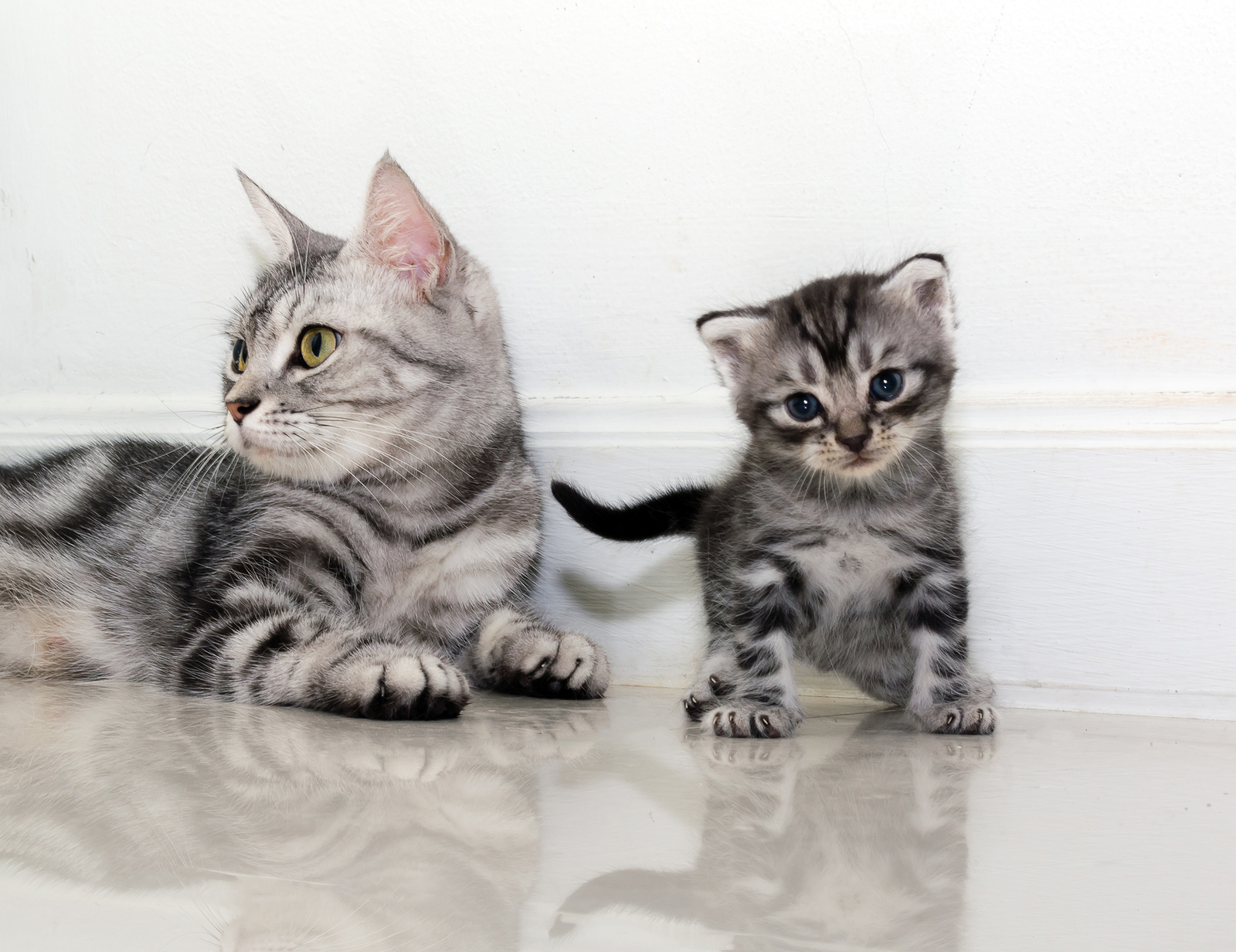American Shorthair Mama and Baby